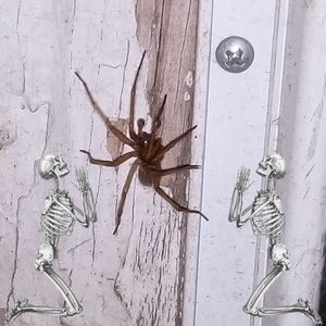 Meet your Posher, Coverrocket